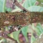 Hydrangea viburnoides Bark