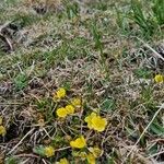 Potentilla puberula Libunga