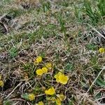 Potentilla pusilla Habitus