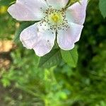 Rosa × malmundariensis