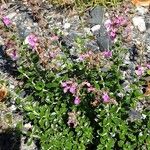 Teucrium chamaedrys Habit