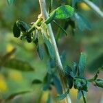 Adenocarpus complicatus Bark