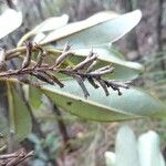 Quintinia minor Fruit