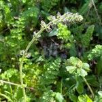 Salvia × sylvestris Habitus