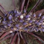 Aechmea lueddemanniana Froito