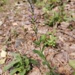 Veronica spicata 花