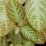 Episcia cupreata Fuelha