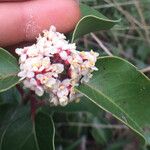 Rhus ovata Flower