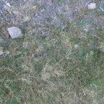 Agrostis stolonifera Habit