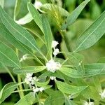 Chenopodium ficifolium Foglia