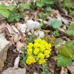 Euphorbia cyparissias Flower