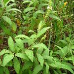 Varronia curassavica Leaf