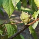 Stewartia malacodendron Gyümölcs