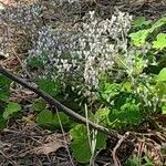 Pelargonium tomentosum Blomma