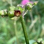 Scrophularia auriculata Blüte