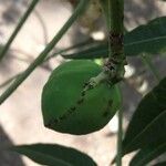 Jatropha multifida Vrucht