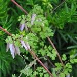 Adlumia fungosa Flower