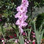 Gladiolus communis 花