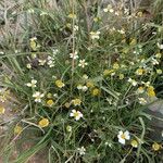 Anthemis secundiramea Fleur