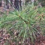 Pinus strobus Hostoa