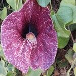 Aristolochia littoralis Flower