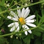 Anthemis cotula പുഷ്പം