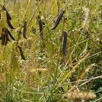 Crotalaria lanceolata Ffrwyth