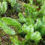 Lycopodium annotinum Yaprak