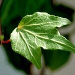 Hedera canariensis 葉