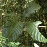 Meliosma simplicifolia Leaf