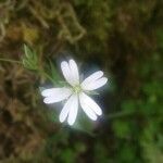 Stellaria holosteaLeaf