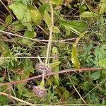 Clinopodium vulgareFruit