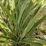 Phormium tenaxLeaf