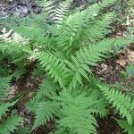 Thelypteris noveboracensis Blad