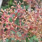 Ocotea insularis Fruto