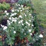 Chrysanthemum x grandiflorum Habit