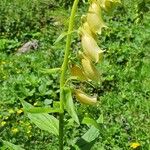 Digitalis grandiflora Кветка