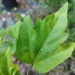 Hibiscus rosa-sinensis Fuelha