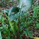 Arum cylindraceum Deilen