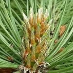 Pinus pinaster 葉