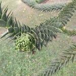 Araucaria araucana Blad