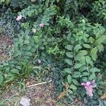 Spiraea douglasii Habitus