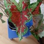 Caladium bicolor Levél