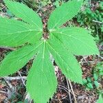 Cardamine heptaphylla Leaf