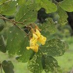 Markhamia obtusifolia Flower
