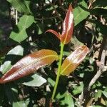 Ochna natalitia Leaf