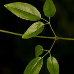 Jasminum didymum Costuma