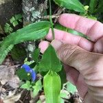 Commelina ensifolia 葉