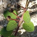 Capparis spinosa Hoja