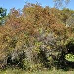 Hypericum lanceolatum Habit